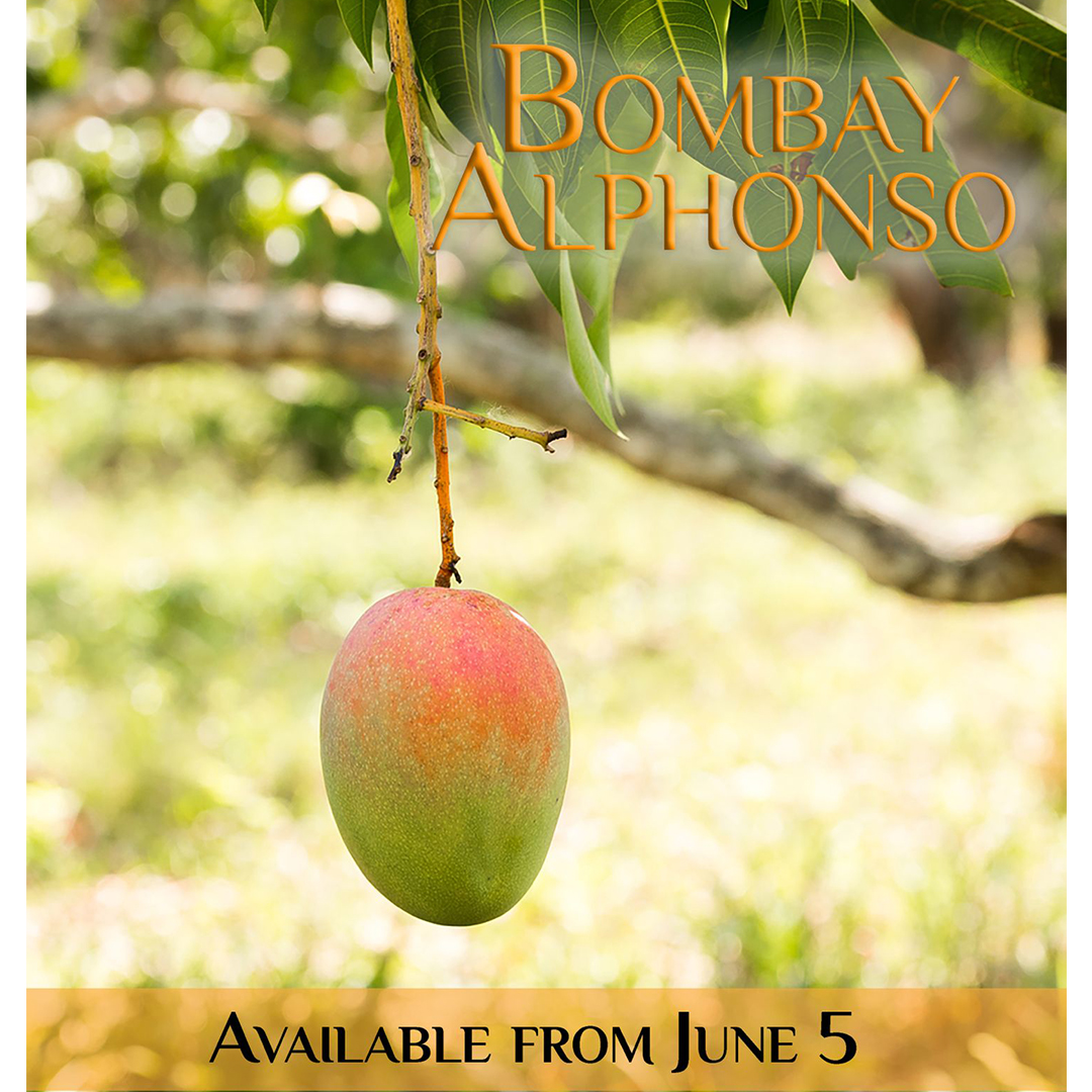 Bombay Alphonso Kachelo Fruit Farms
