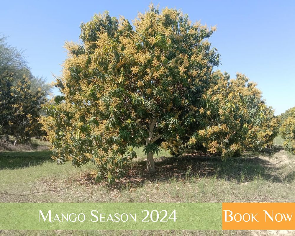 Mango Booking - KFF 2024 (1)